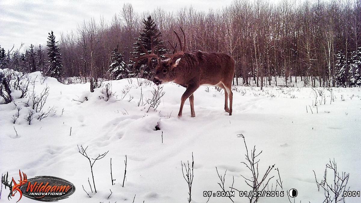 whitetail hunts